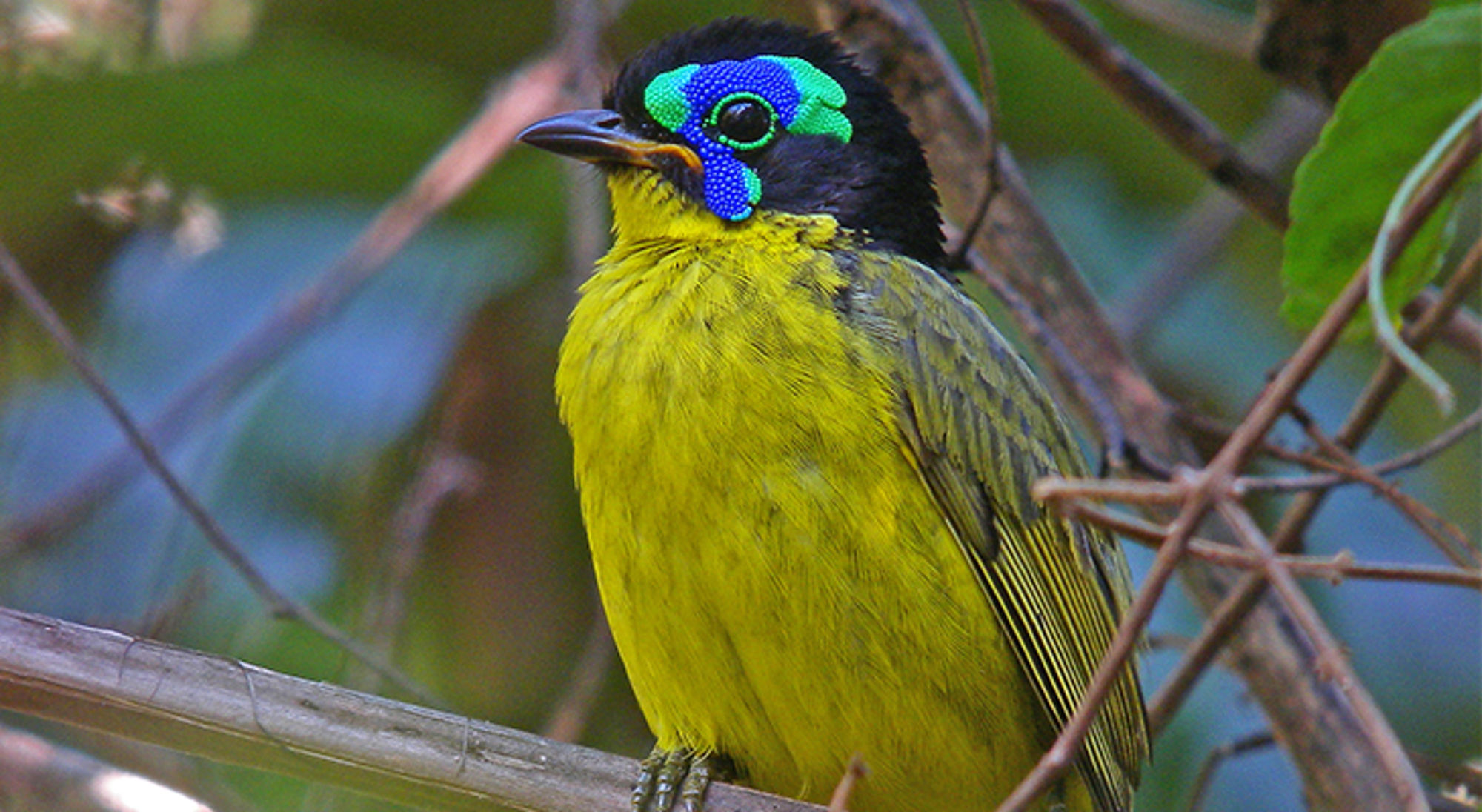 Geelgroene vogel met opvallend blauwgroen gezichtsmasker, zittend op een tak.