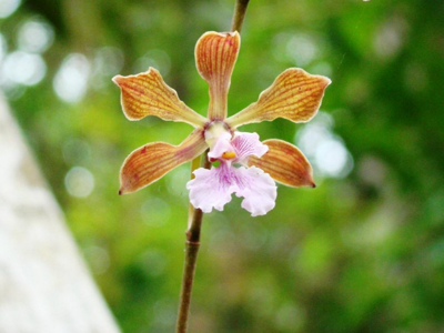 Close-up van een orchidee in het regenwoud van Guatemala en Belize.