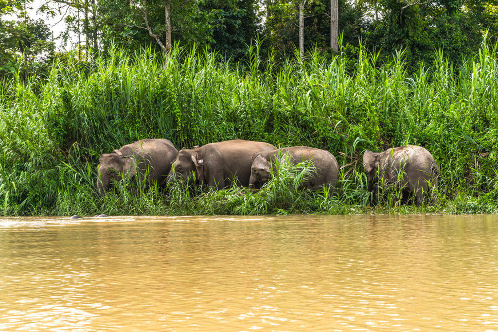 Groep Borneose dwergolifanten langs de rivier in het regenwoud van Maleisisch Borneo.