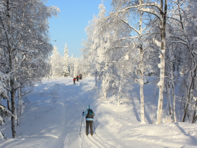 Langlaufers in besneeuwd bos tijdens Route Lapland.