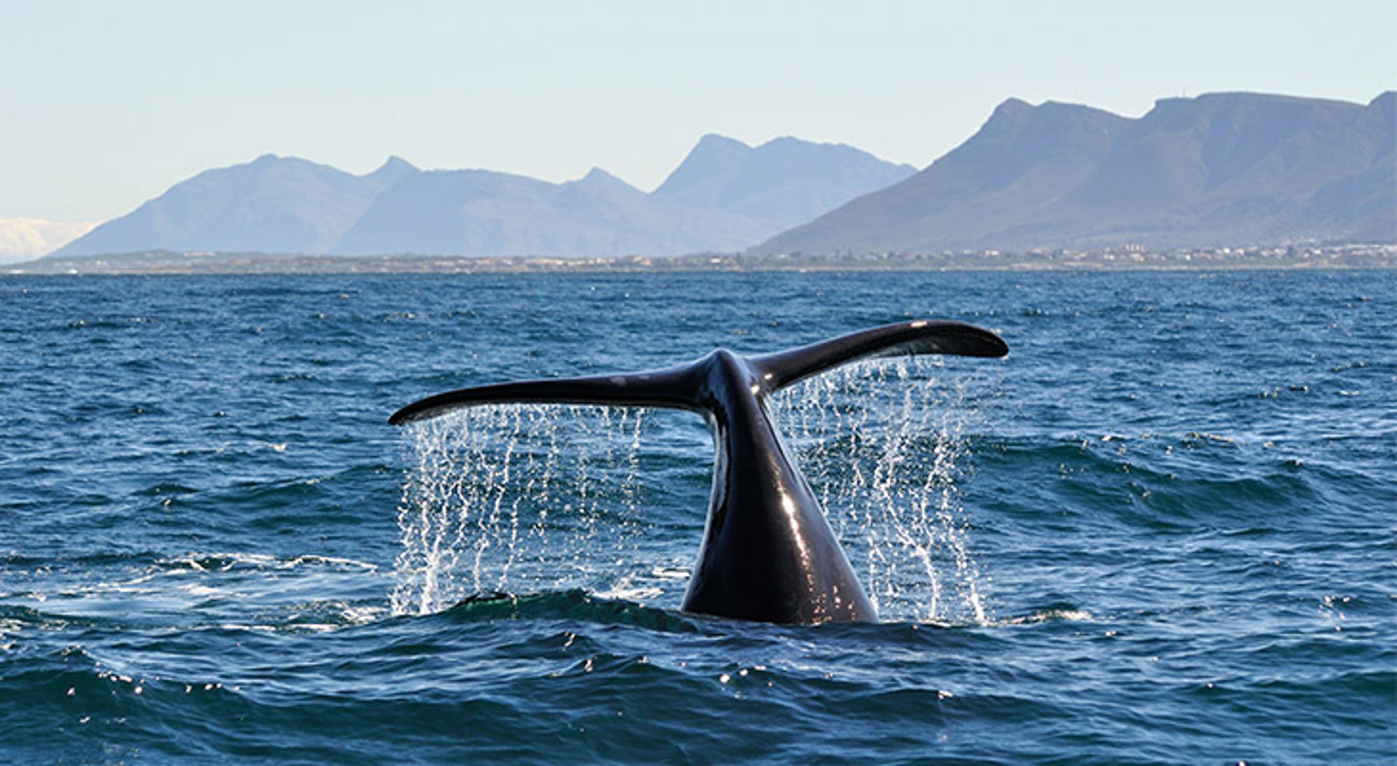 Walvissafari bij Groenland Walvisstaart die uit de oceaan omhoogkomt met opspattend water, met bergen op de achtergrond.