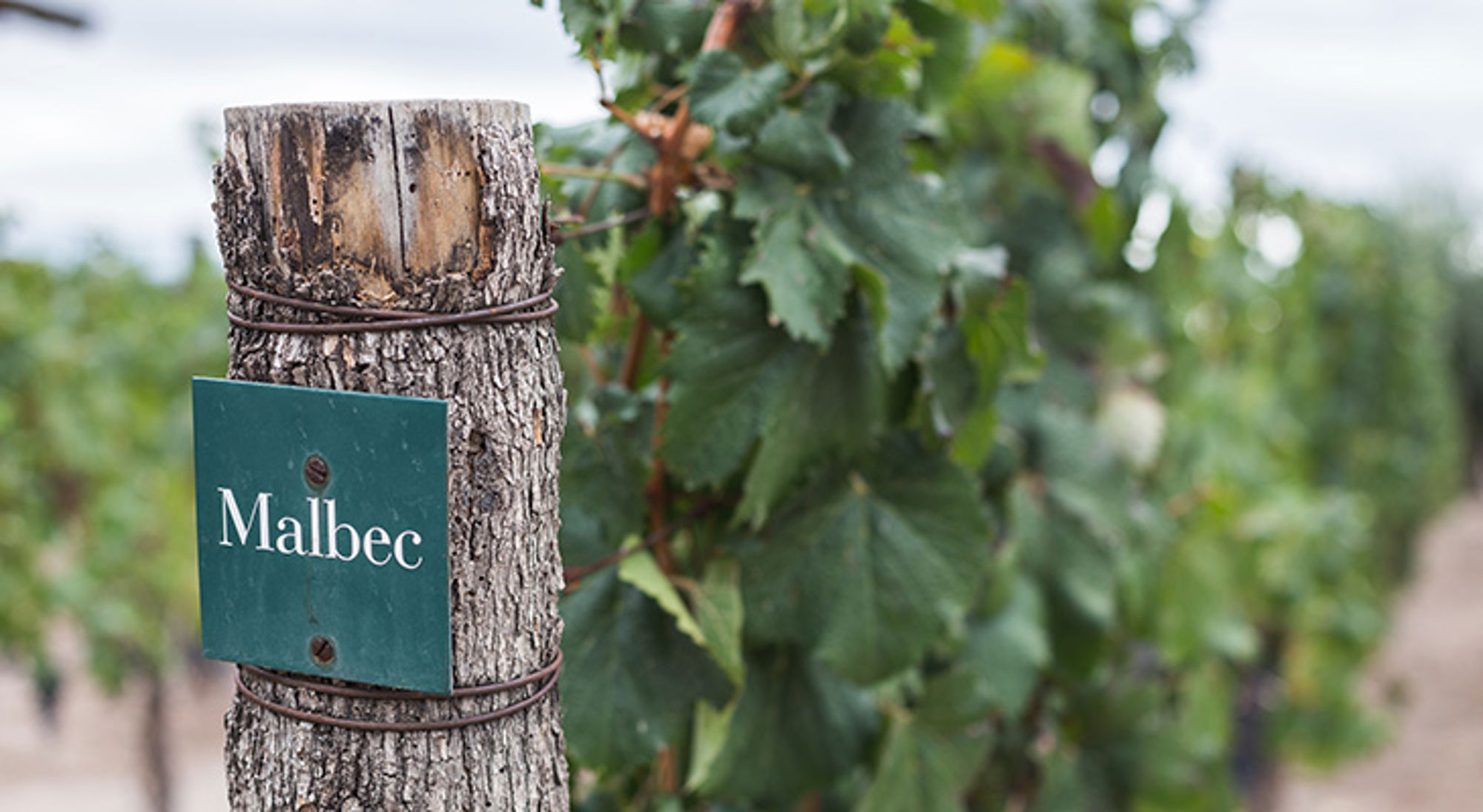 Malbec wijngaard Mendoza Malbec-wijngaard in Mendoza, Argentinië, met naambordje aan een wijnstok.