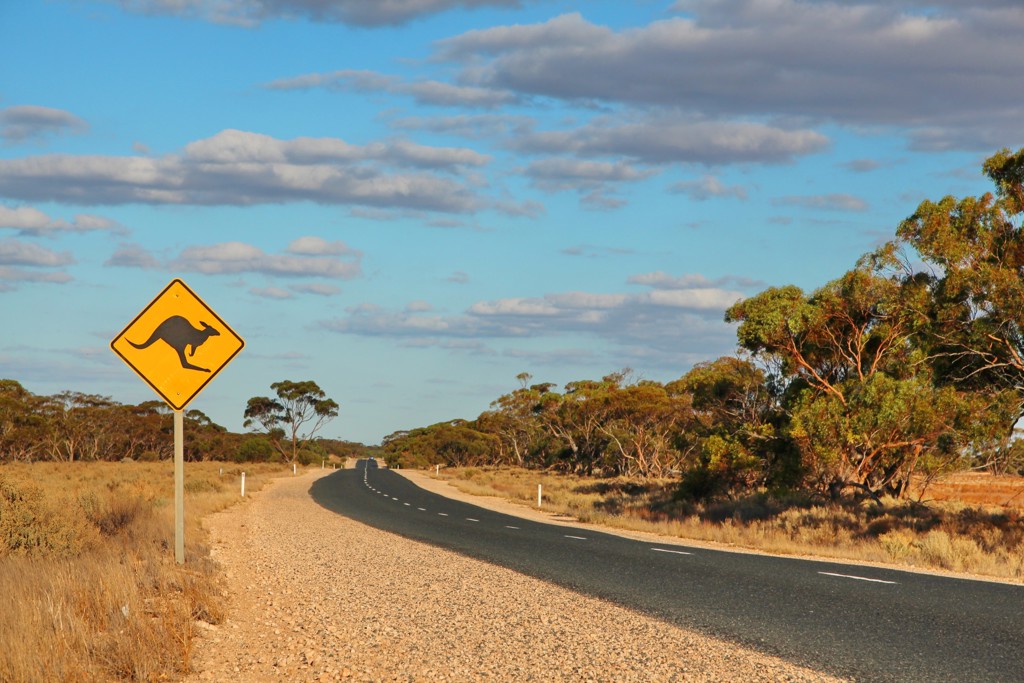 Kangoeroewaarschuwingsbord langs een afgelegen weg tijdens rondreis Australië, kampeer- en hotelreis.