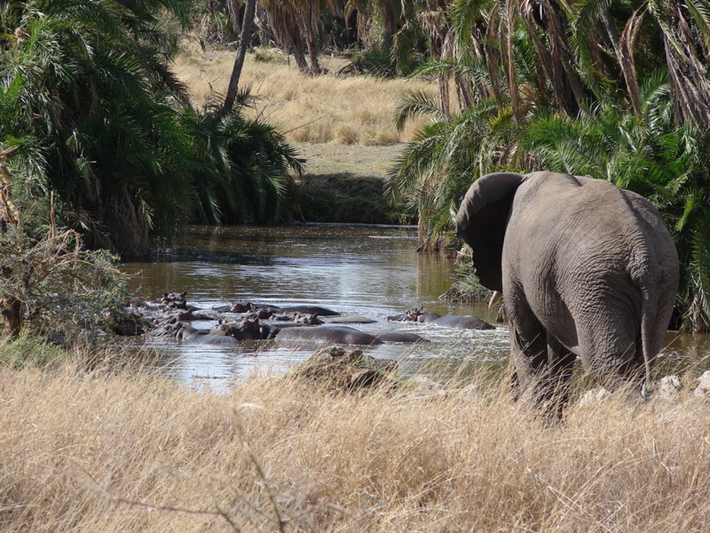 Olifant bij een rivier met nijlpaarden tijdens groepsrondreis Kenia, Tanzania en Zanzibar.