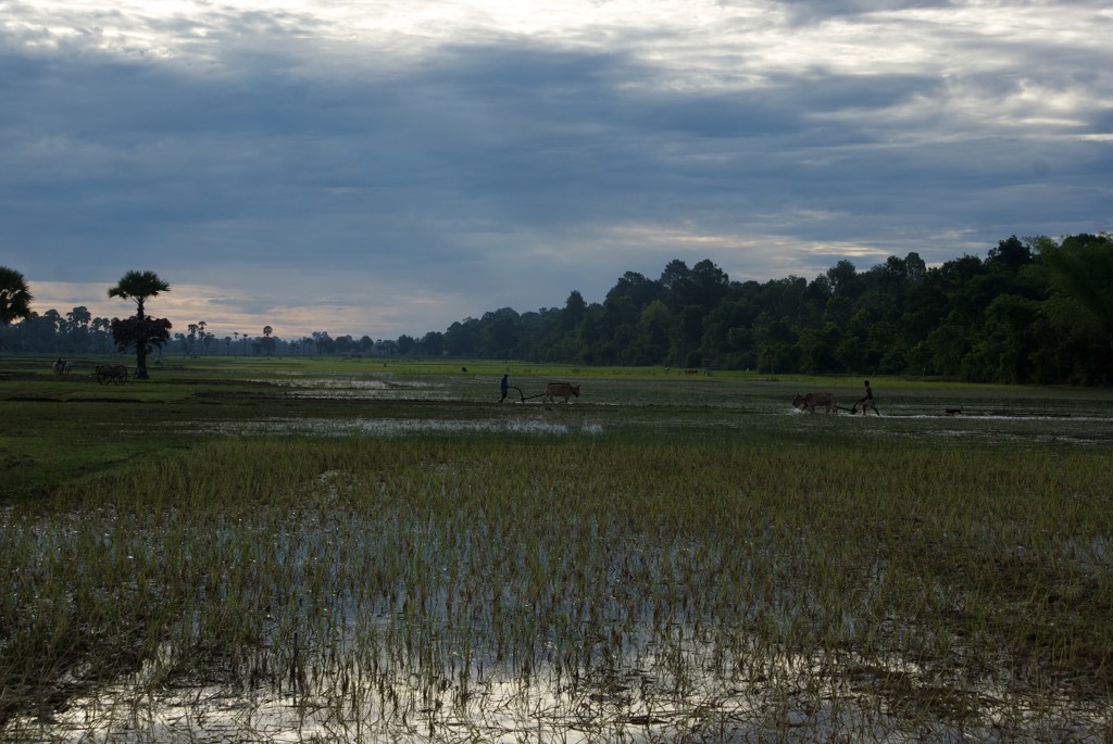 Rijstvelden in Cambodja met boeren en ossen onder een bewolkte avondlucht.