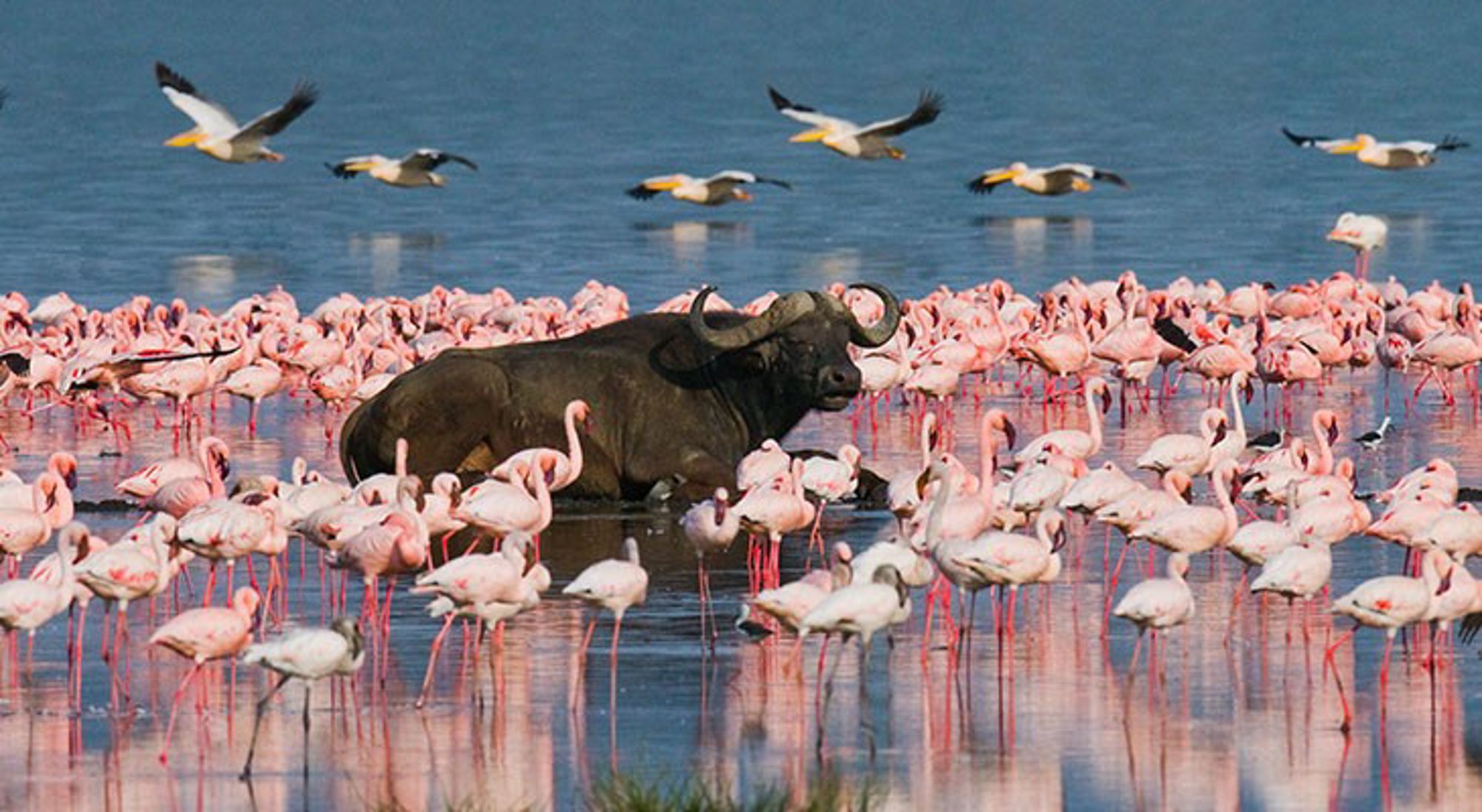 lake-nakuru Waterbuffel tussen een grote groep flamingo’s in ondiep water, met vogels die over het meer vliegen.