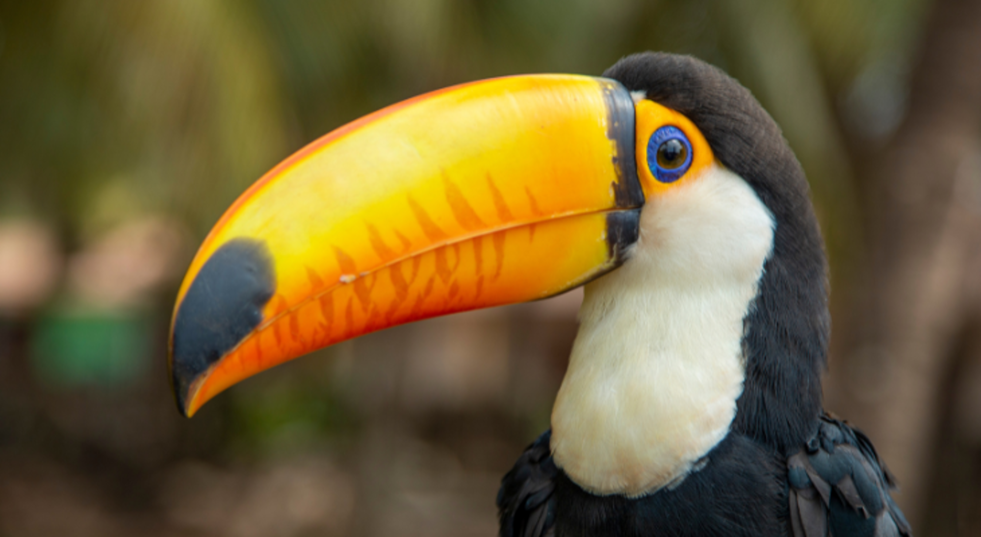 Close-up van een toekan met feloranje snavel en blauw oog in Bolivia.