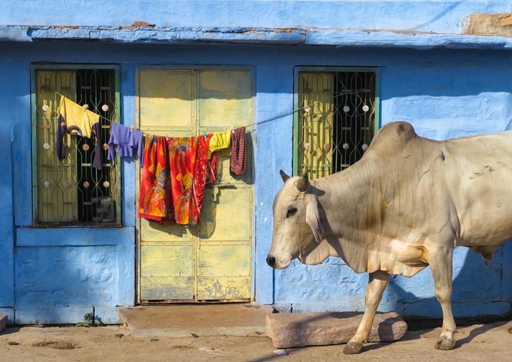Koe voor een blauw huis met wasgoed aan de lijn tijdens groepsrondreis Noord-India Compleet.