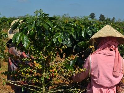 Koffieplukkers in een koffieplantage in Laos tijdens de route Laos & Cambodja.