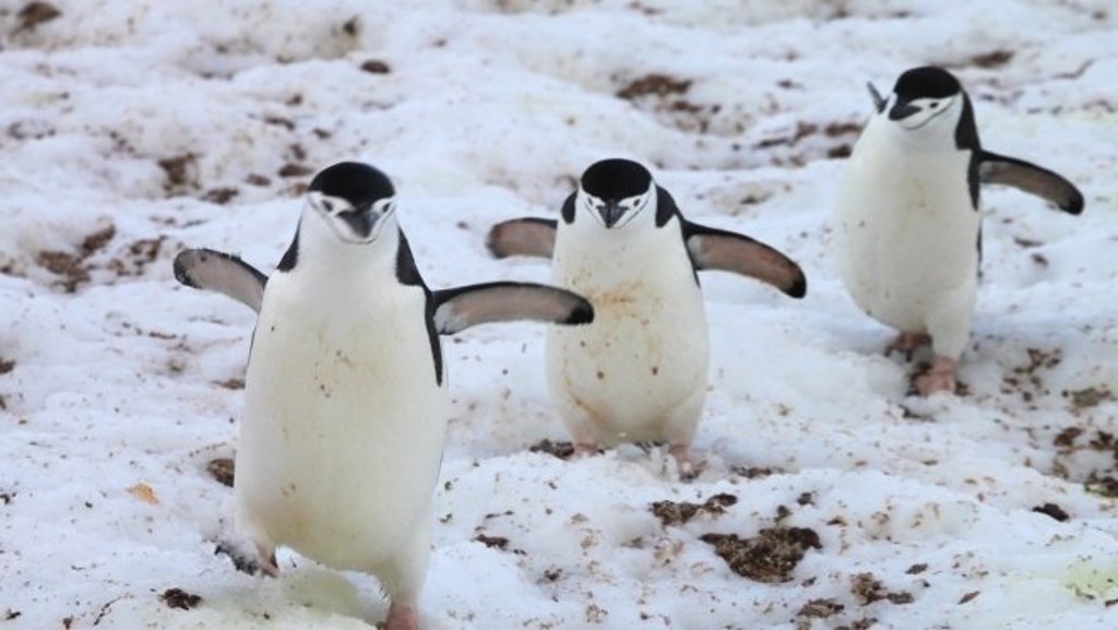 Pinguïns op het ijs in Antarctica tijdens de groepsrondreis Crossing the Circle.
