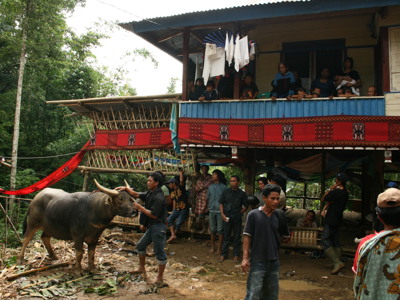 Traditioneel huis in Tana Toraja, Sulawesi, met mensen op het balkon en een waterbuffel op het erf.