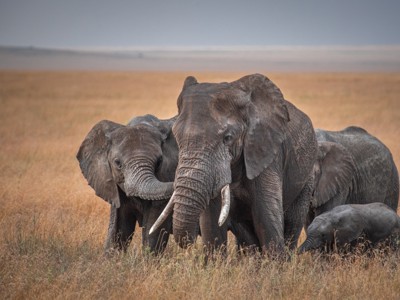 Kudde olifanten met jong op de savanne in Kenia of Tanzania.