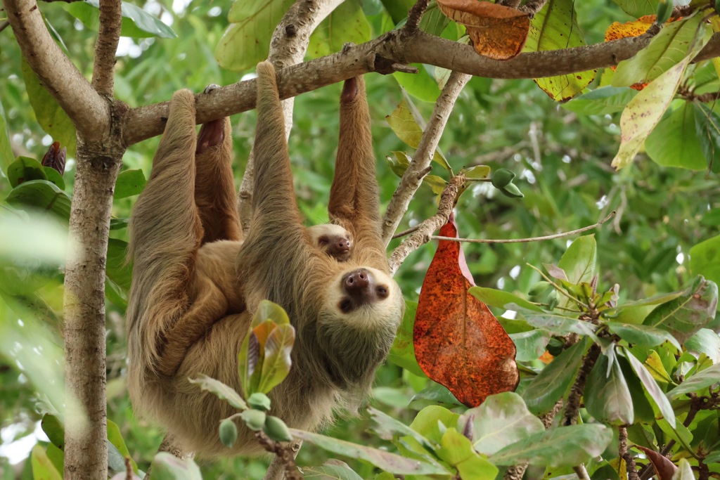 Luiaard met jong hangend in een boom in het regenwoud van Costa Rica.