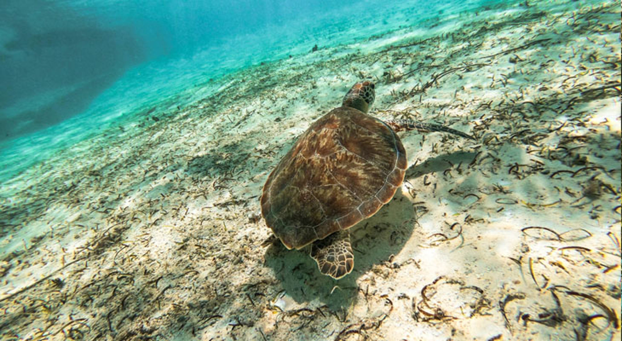 Schildpad San Andres Zeeschildpad zwemt over een zandbodem in helder turquoise water bij de Colombiaanse kust.