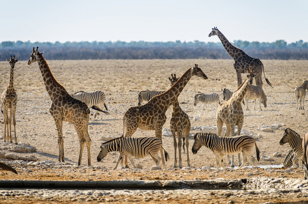 Giraffen en zebra’s bij een waterplaats in Etosha National Park, Namibië.