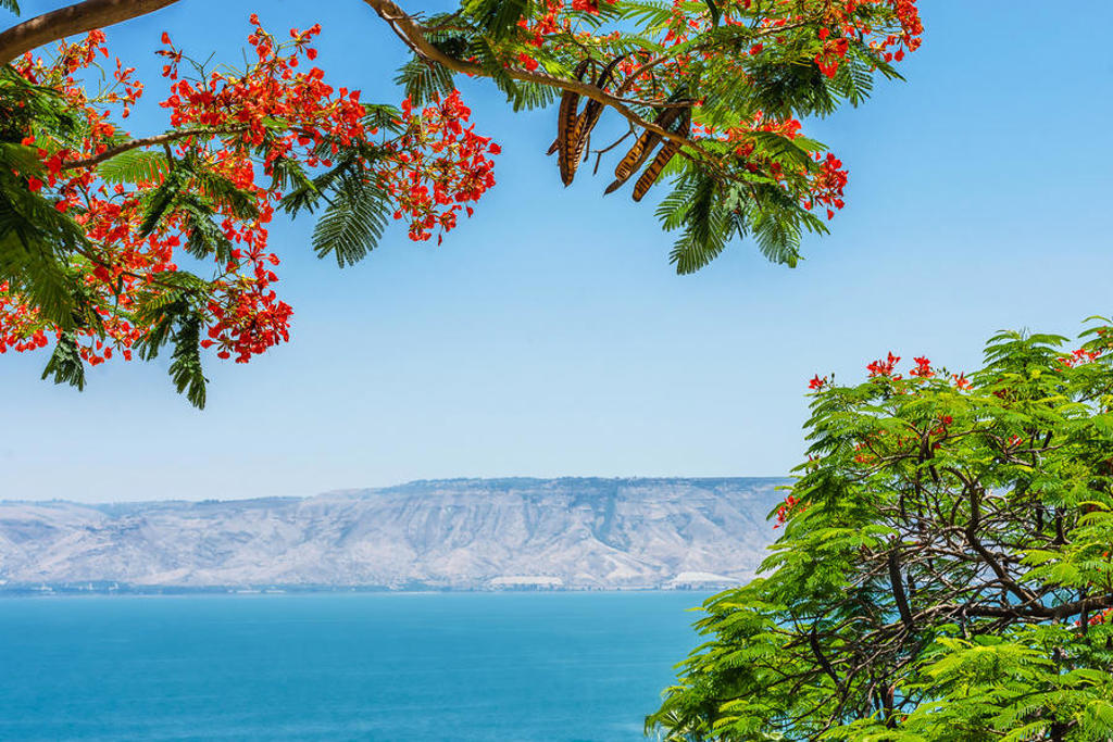 Uitzicht op het Meer van Galilea met bloeiende bomen op de voorgrond, tijdens een groepsrondreis Israël hoogtepunten.