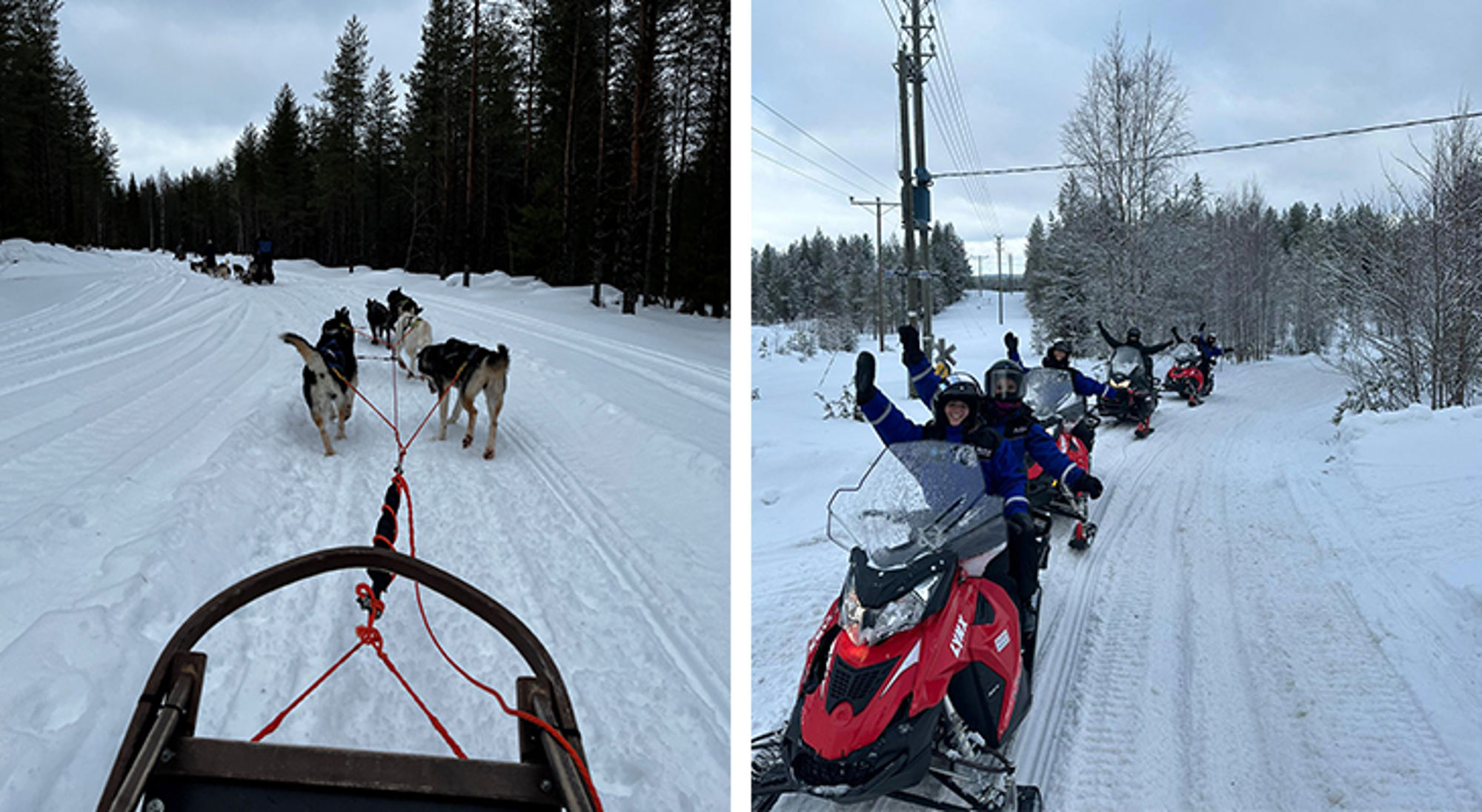 Activiteiten in Finland Hondensledetocht en sneeuwscootertocht door een besneeuwd boslandschap.