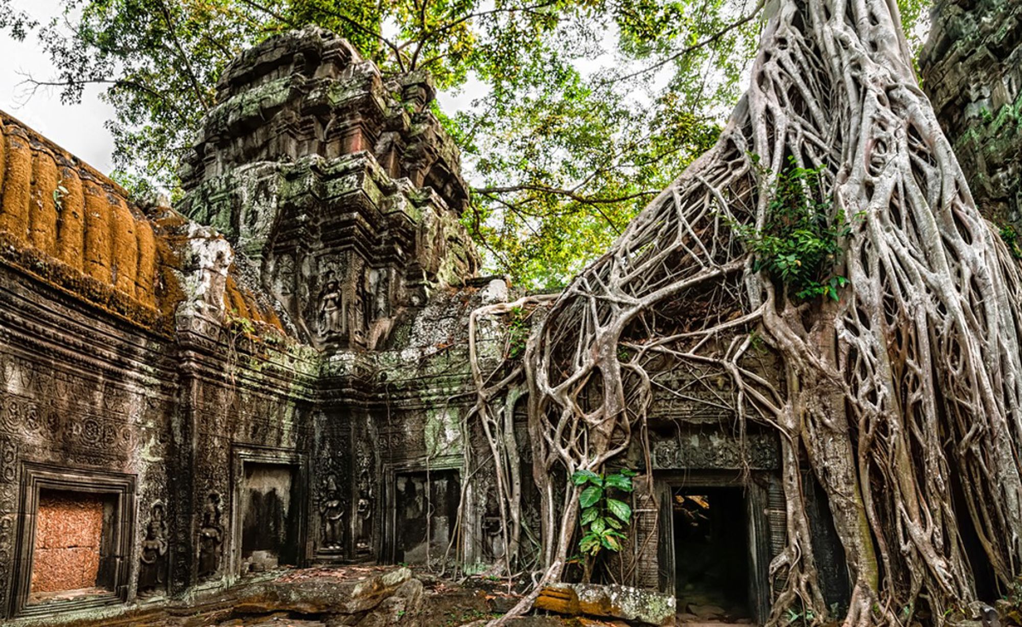 Boomwortels over de ruïnes van Ta Prohm-tempel bij Angkor, Cambodja.