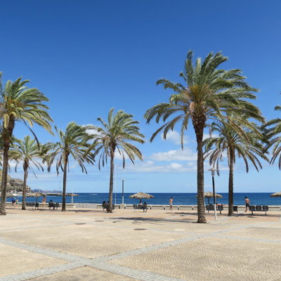 Palmboompromenade aan zee op Madeira onder een heldere blauwe lucht.
