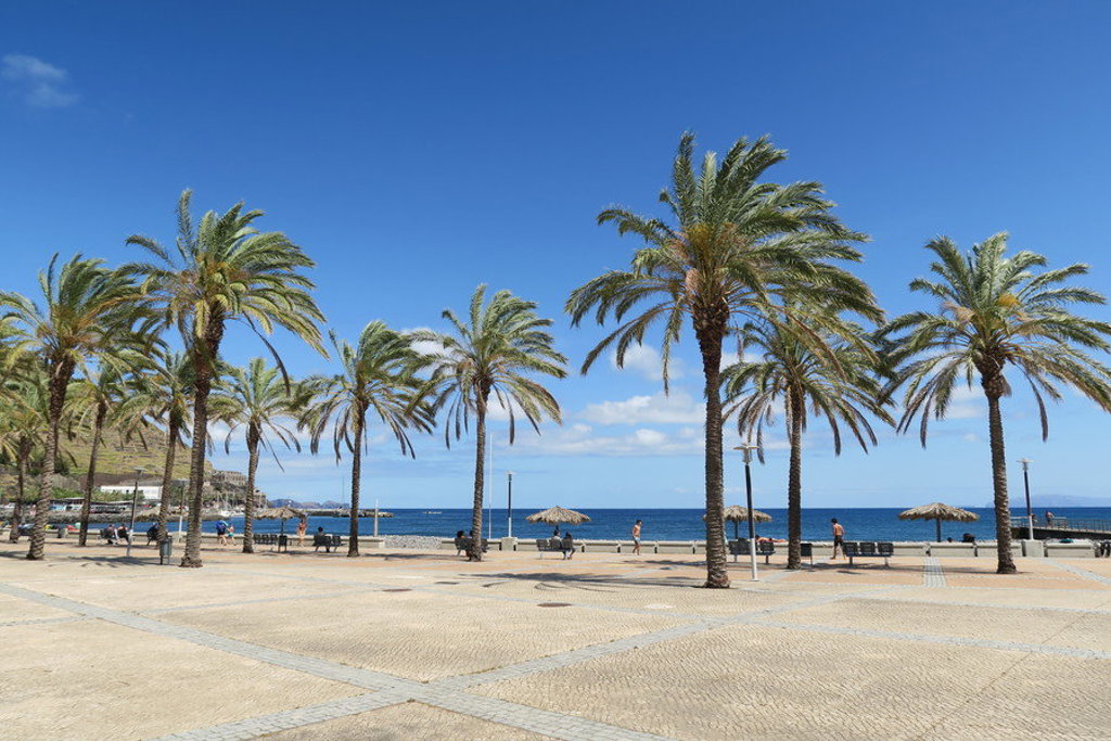 Palmboompromenade aan zee op Madeira onder een heldere blauwe lucht.