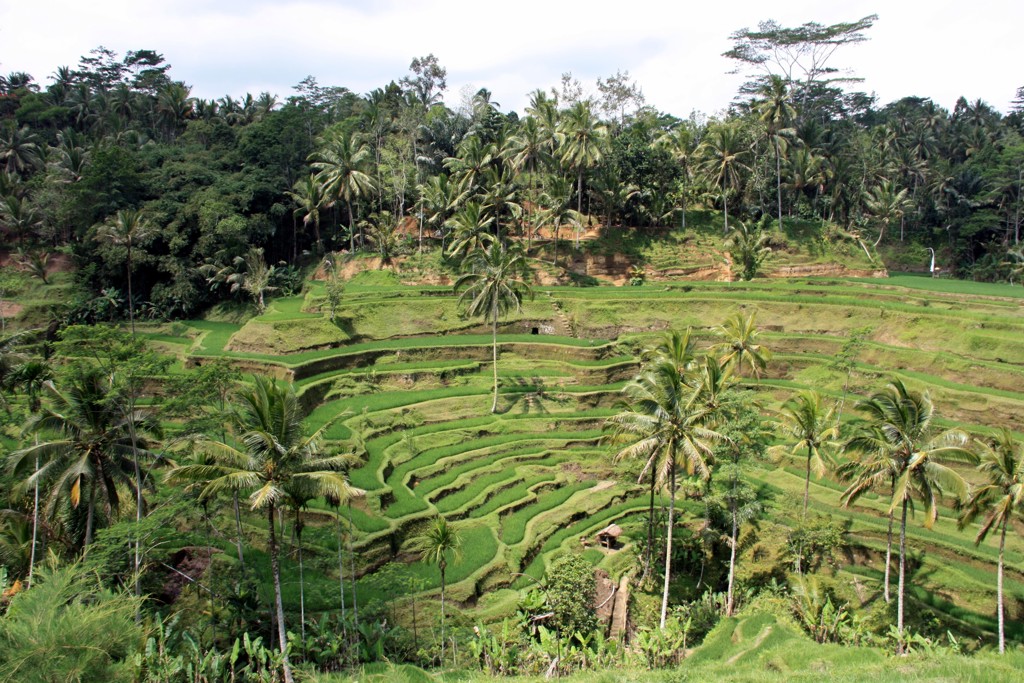 Groene rijstterrassen met palmbomen op Bali tijdens een groepsrondreis.