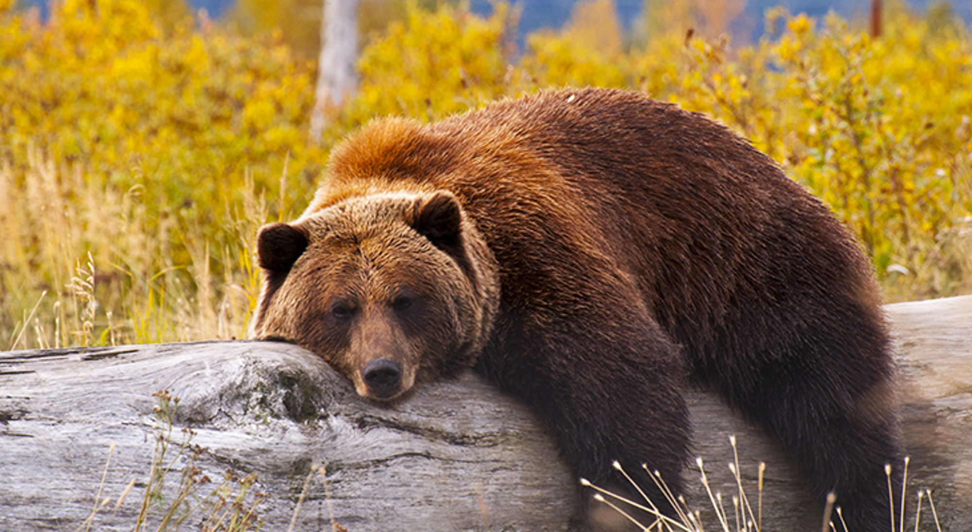 Grizzlybeer rust op een omgevallen boomstam in een herfstig landschap.
