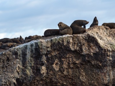 Zeehonden rusten op rotsen langs de Zuid-Afrikaanse Tuinroute.