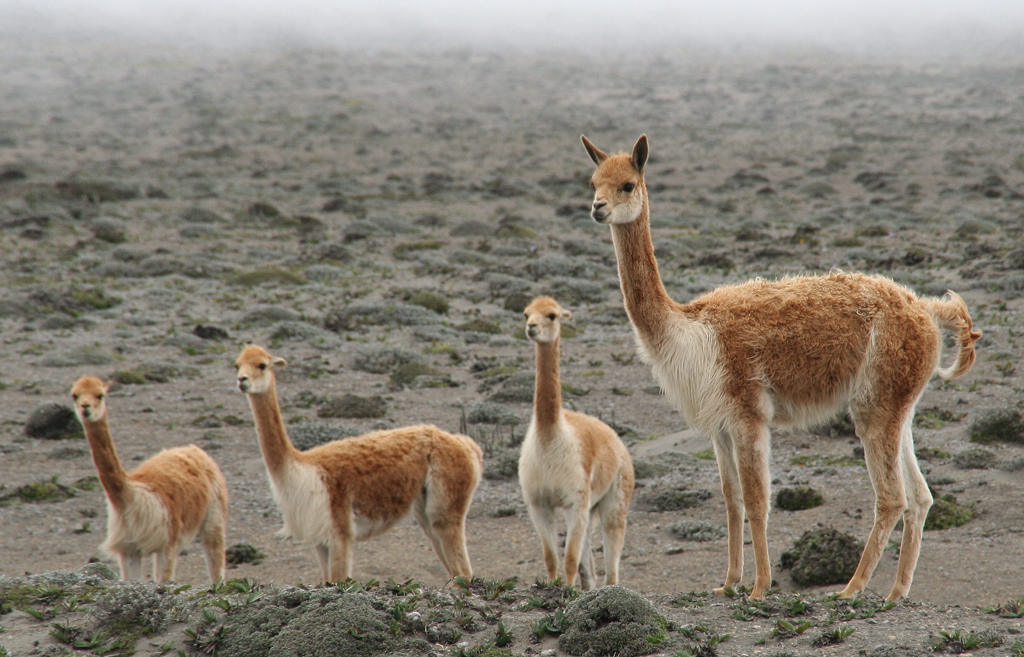 Vicuña’s op de hoogvlakte in Ecuador tijdens familiereis Ecuador en Galapagos.