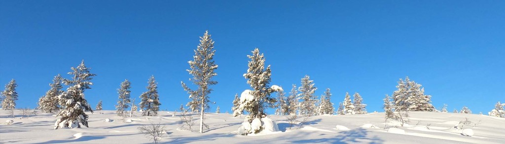 Besneeuwd winterlandschap in Lapland met sparren onder een heldere blauwe lucht.