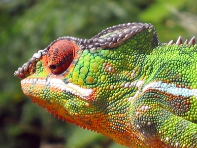 Close-up van een kleurrijke kameleon op Madagascar.