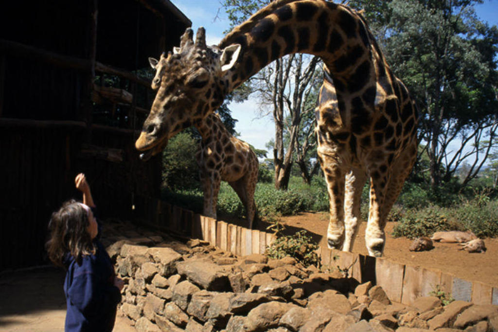 Kind voert een giraffe in Kenia tijdens de Familiereis Kenia Comfort.