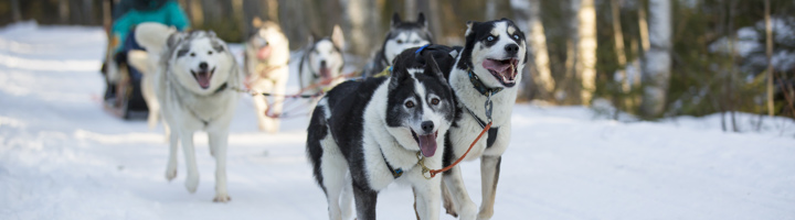 Huskytocht door besneeuwd bos in Lapland, met hondenslee en rennende husky’s op het winterpad.