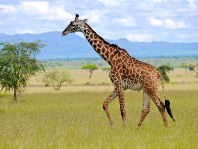 Giraffe op de savanne tijdens de route Kenia & Tanzania, met bergen op de achtergrond.