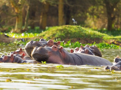 Nijlpaarden in het water tijdens de Route Oost-Afrika familiereis in Kenia en Tanzania.
