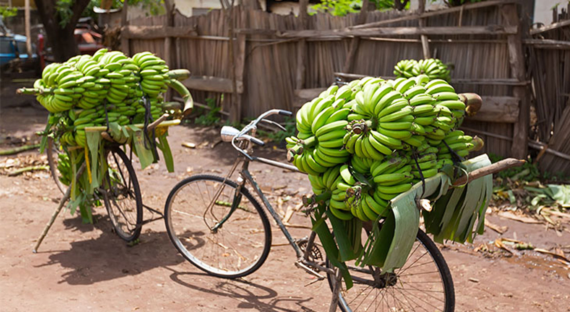 Fietsen met bananen in Arusha Fiets beladen met grote trossen groene bananen op een markt in Tanzania.