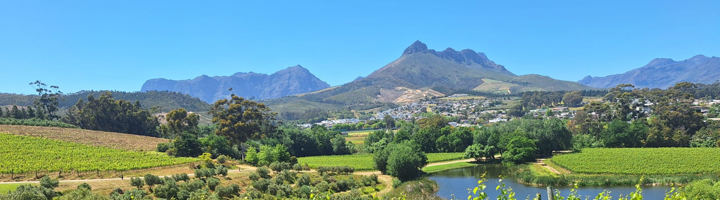 Groene wijngaarden bij Stellenbosch met berglandschap op de achtergrond tijdens een groepsrondreis door Zuid-Afrika.