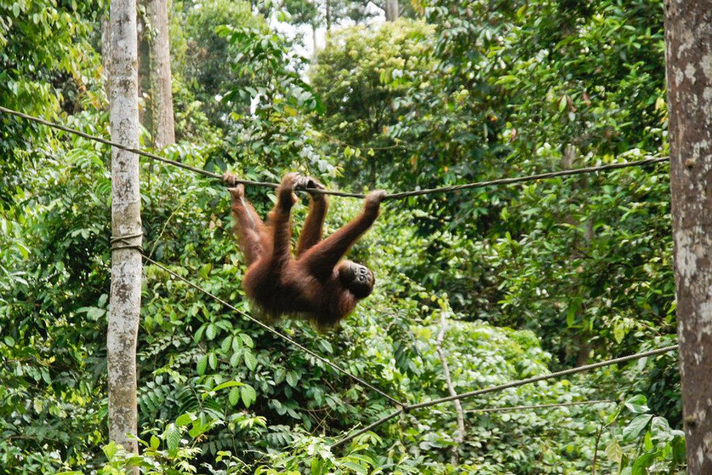 Orang-oetan slingert aan touwen in het regenwoud van Borneo tijdens groepsrondreis West-Maleisië & Borneo.