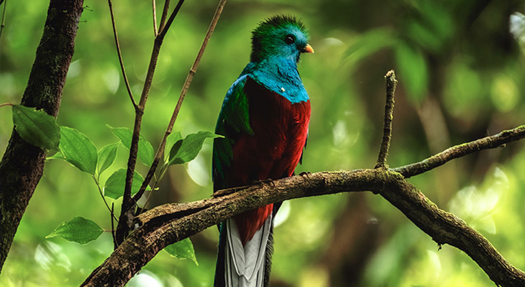 Quetzalvogel op een tak in het regenwoud langs de Route Trans Midden Amerika.