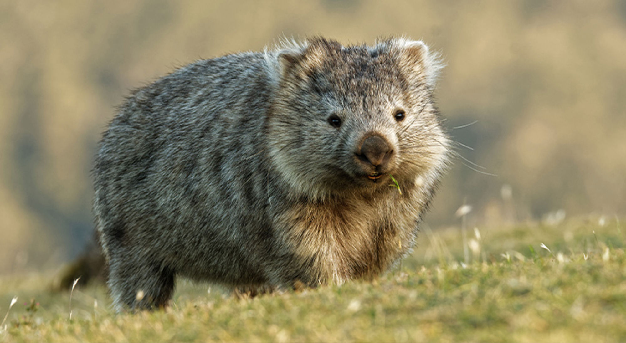 Wombat Wombat in grasland, close-up van het dier in de natuur.