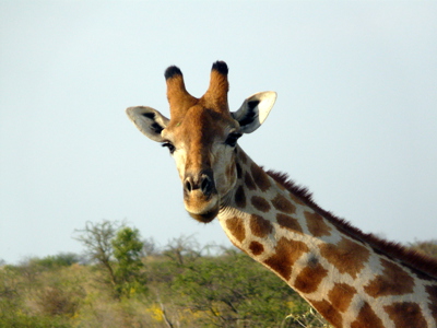 Giraffe in de savanne tijdens de route Kaapstad naar Victoria Falls.