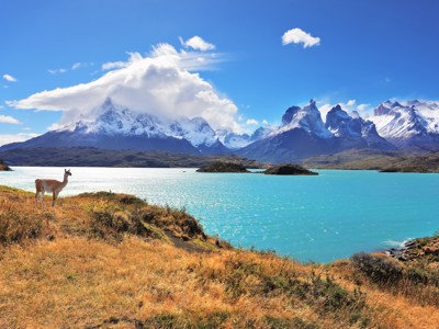 Guanaco bij turkooizen meer met besneeuwde bergen in Patagonië, Argentinië.