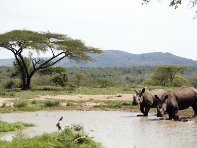 Twee neushoorns drinken bij een waterpoel in Zuid-Afrika, met savanne en heuvels op de achtergrond.
