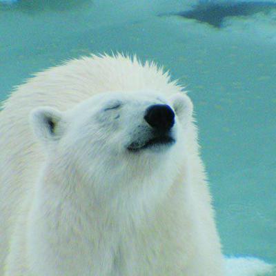Zicht op een ijsbeer in het poolgebied tijdens de groepsrondreis Spitsbergen, Groenland en IJsland.