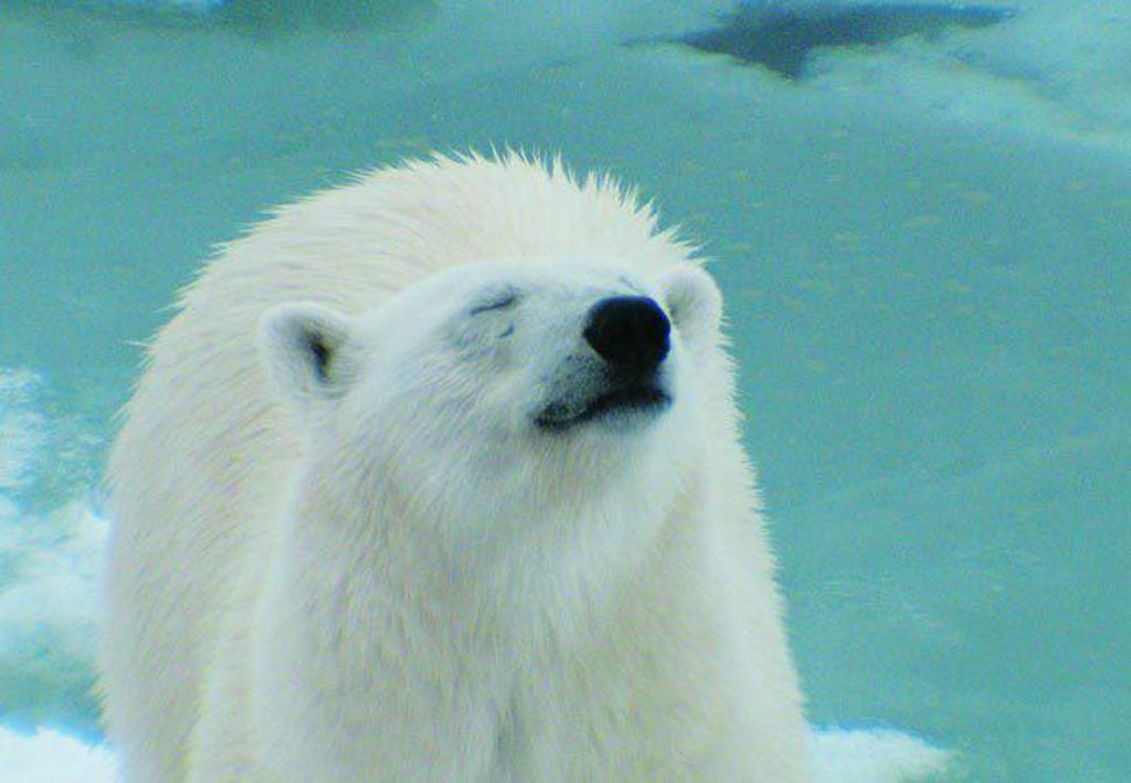 Zicht op een ijsbeer in het poolgebied tijdens de groepsrondreis Spitsbergen, Groenland en IJsland.