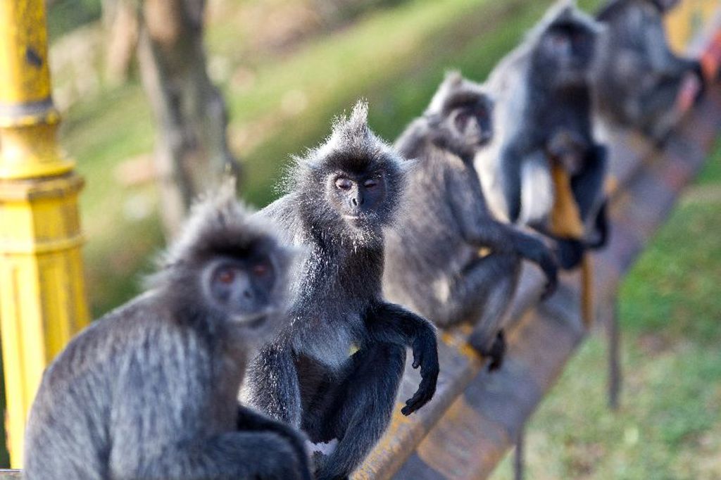 Zilverkleurige bladapen in Maleisië langs een leuning, tijdens rondreis Maleisië Hoogtepunten.