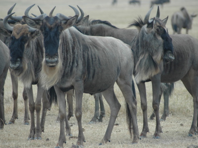 Gnoes op de savanne tijdens safari in Kenia.