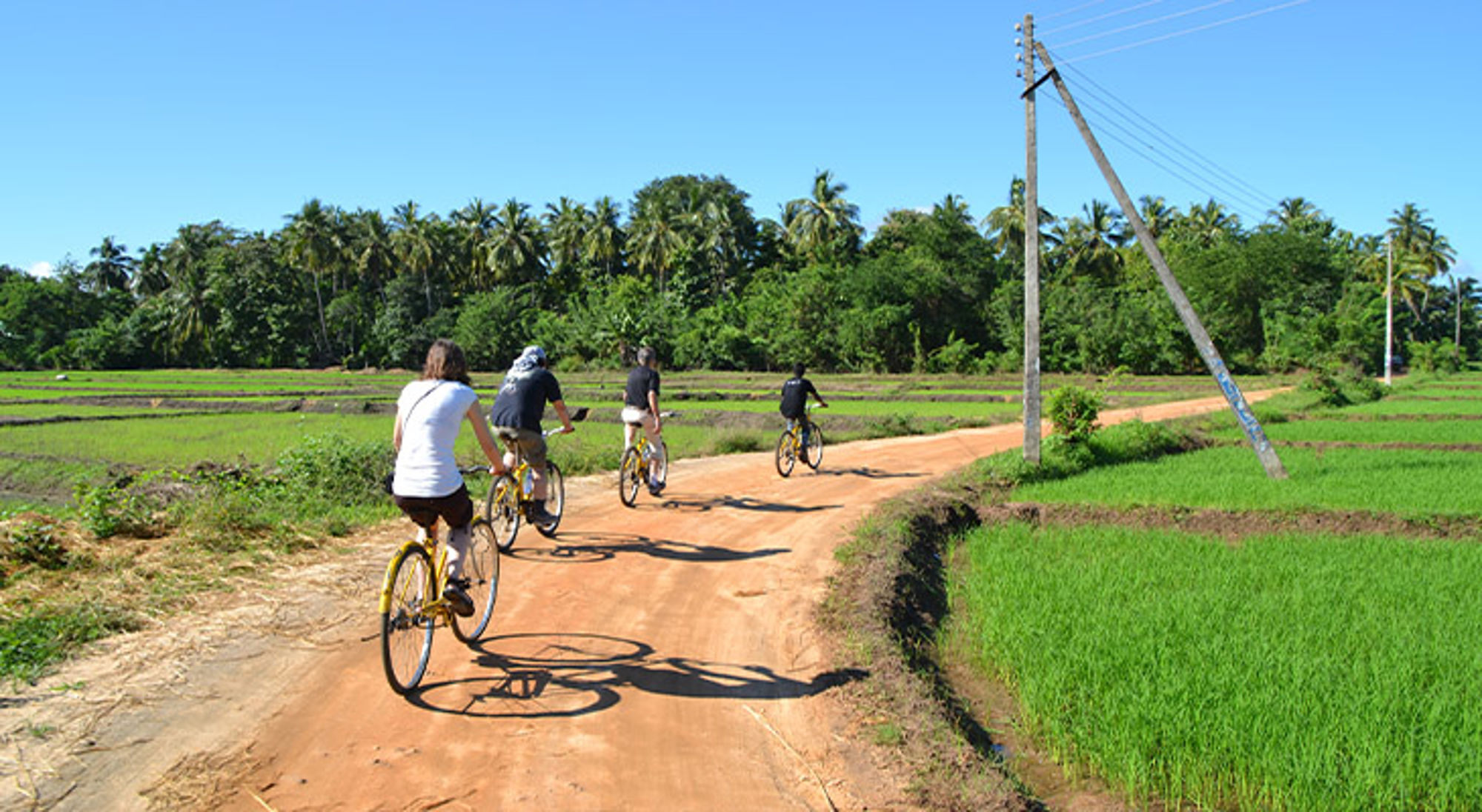 Fietstour bij Polonnaruwa Fietsers op een zandweg langs groene rijstvelden met palmbomen onder een heldere blauwe lucht.