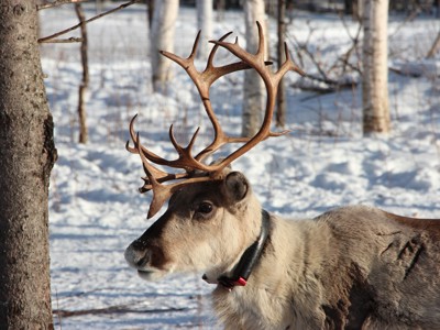 Rendier met groot gewei in een besneeuwd bos in Lapland.