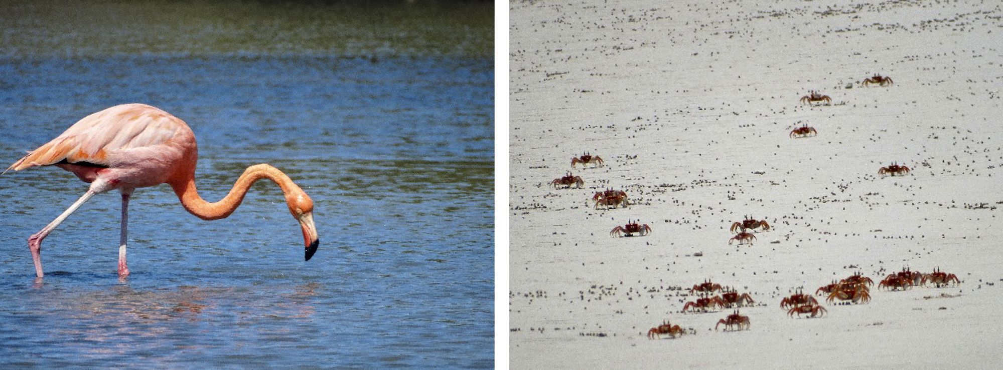 Flamingo foerageert in ondiep water naast een zandvlakte met krabben.