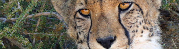 Close-up van een jachtluipaard in de natuur tijdens een reis door Namibië.